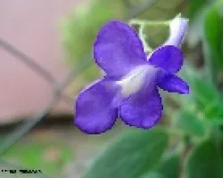 azul