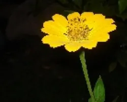 amarilla