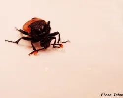 Catarinita