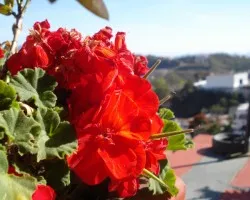 Flores Taxque?as.