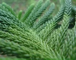 pino... ?