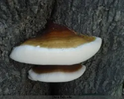 cappuccino2