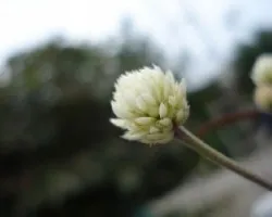 volatil