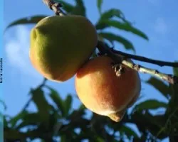 durazno