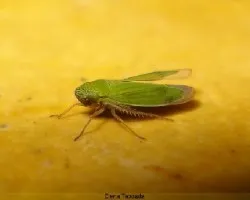 grillito verde