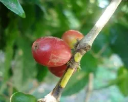 caferacruzano!