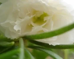blanca