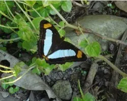 azul negra y naranja