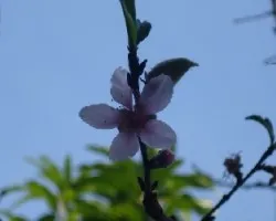 flor de durazno