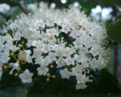 flores blancas