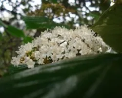 flores blancas2