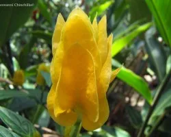 Flor de Camarón