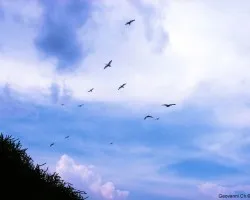 Aves