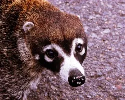 Un Pizote