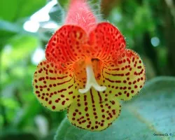 Flor Pintadita