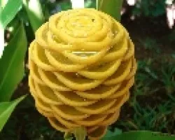 maraca