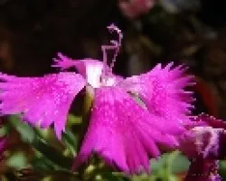 Clavellina 1