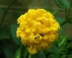 Flor con hormiga