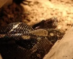 Boa 1