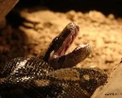 Boa 2