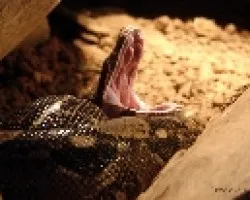 Boa 3