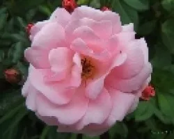 Rosa