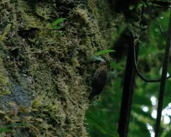 Trepador