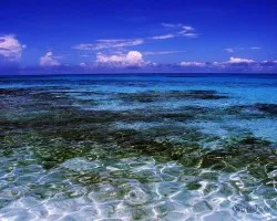 Coral y agua