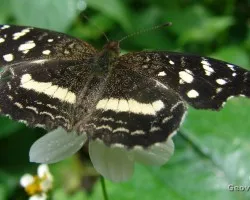Mariposa
