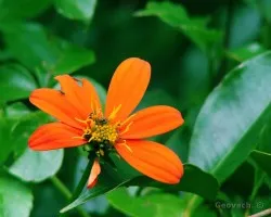 Florecita