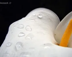 Una cala