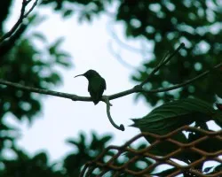 Col?br? Silueta