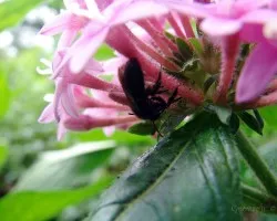 Flor y aveja 1