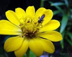 Flor y aveja 2