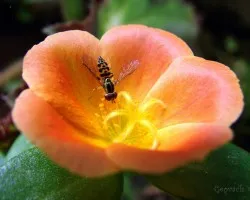 Flor e insecto