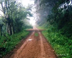 Lonely road