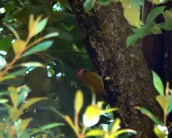 otro carpintero 1