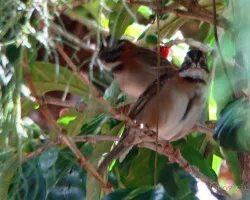 Duo 2