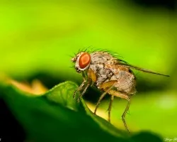 Mosquita