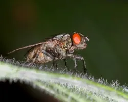 Una mosca