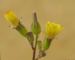 Flor del diente de le
