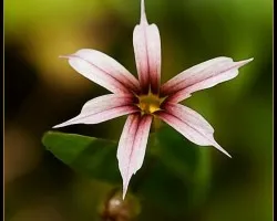 Florecilla