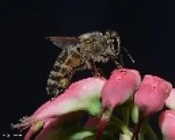 Abejita
