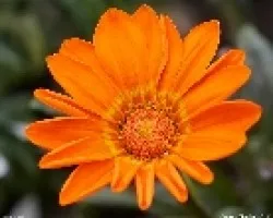 Flor naranja