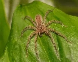 Ara