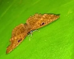 Fija mirada