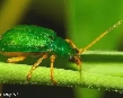 Escarabajo esmeralda