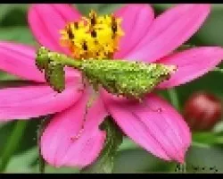 Mantis