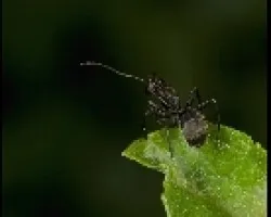 Al borde de la hoja