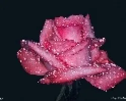 La rosa y las gotas